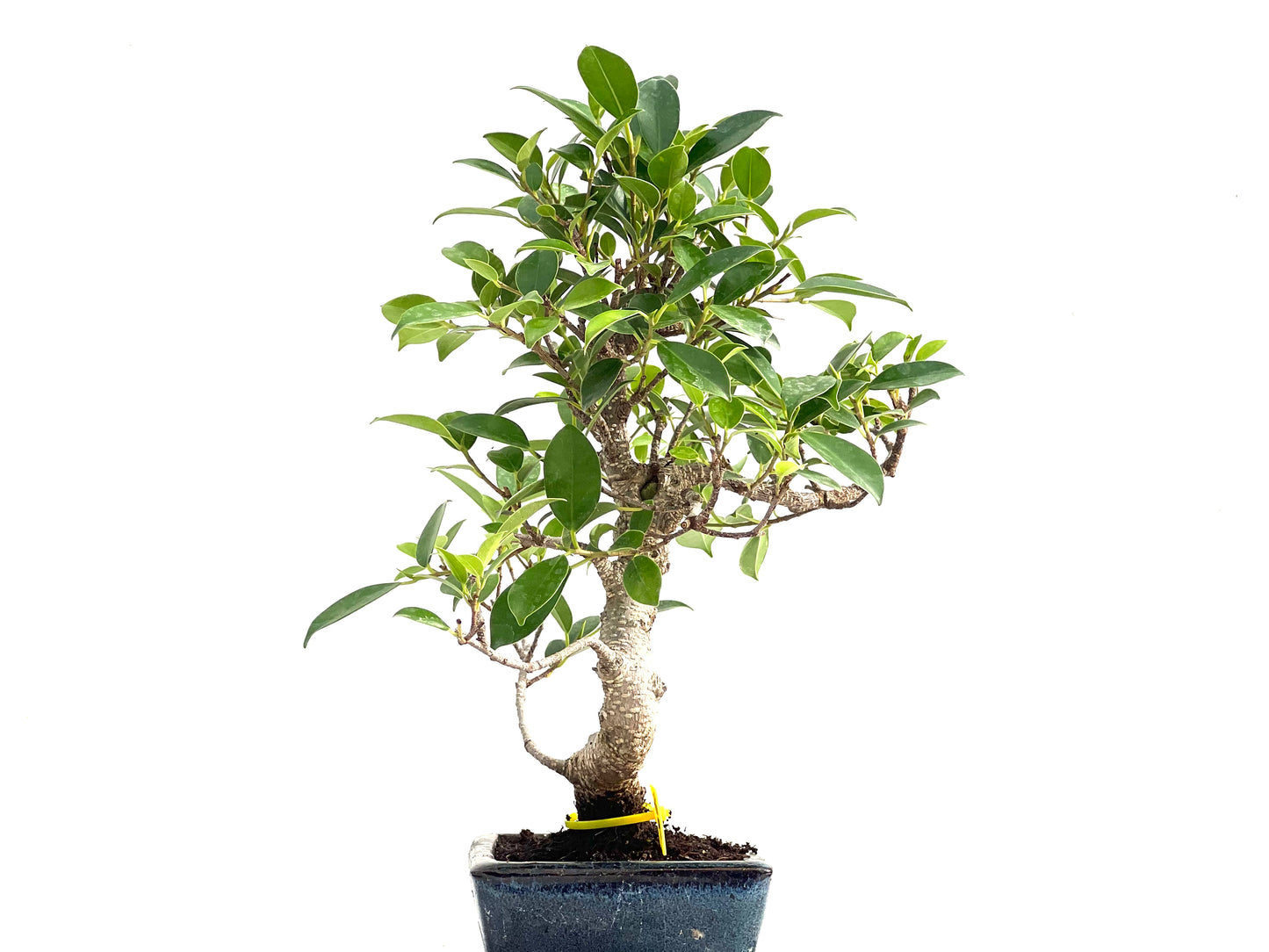 Ficus Tiger Bark 2839