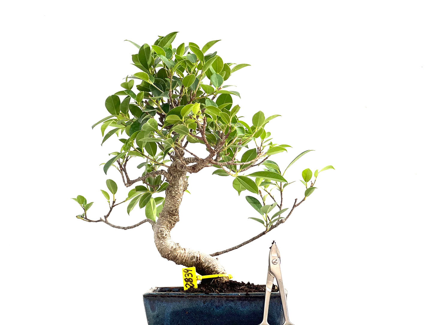 Ficus Tiger Bark 2839