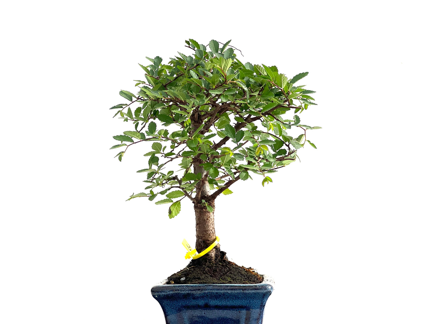 Ulmus Parvifolia 2840