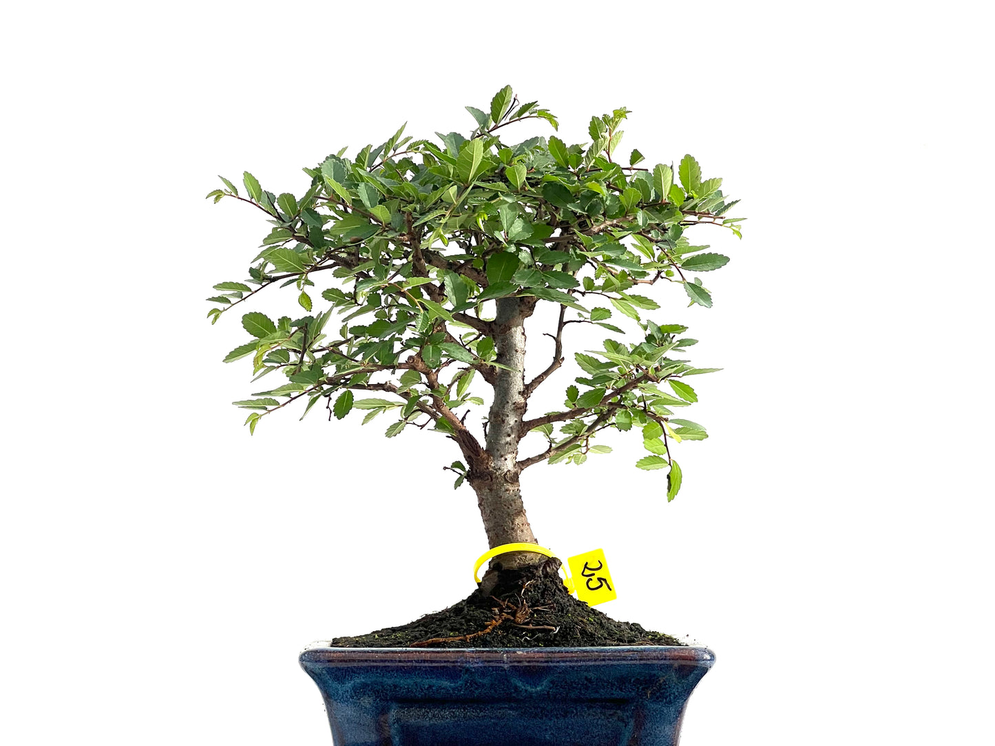 Ulmus Parvifolia 2840