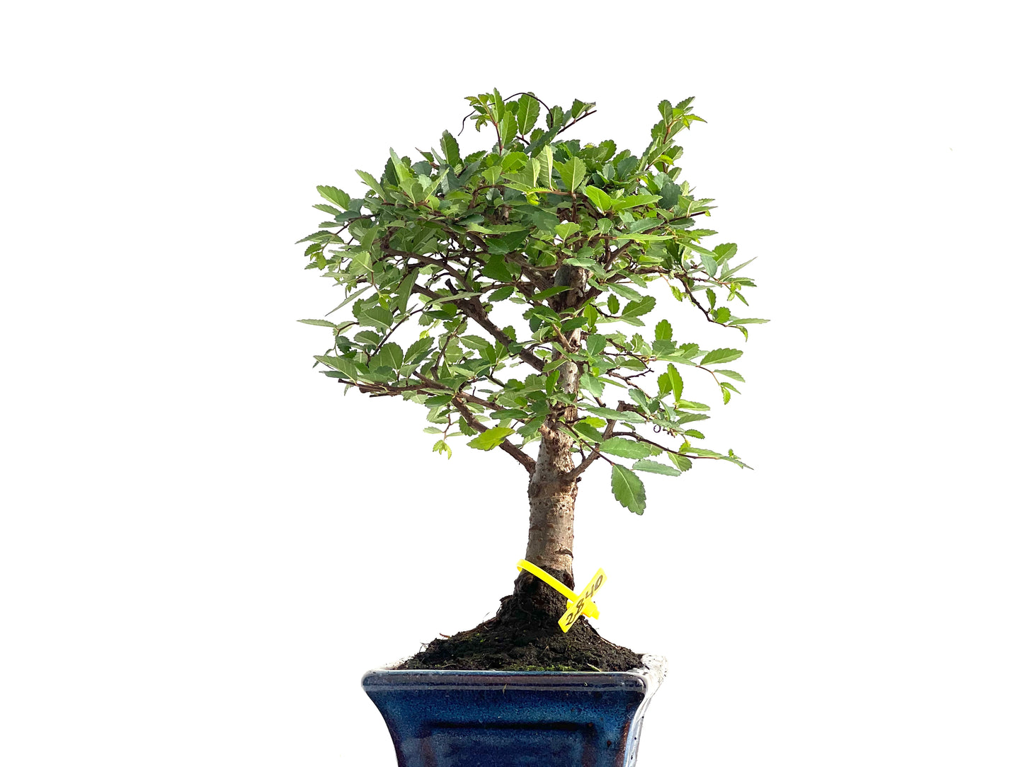 Ulmus Parvifolia 2840
