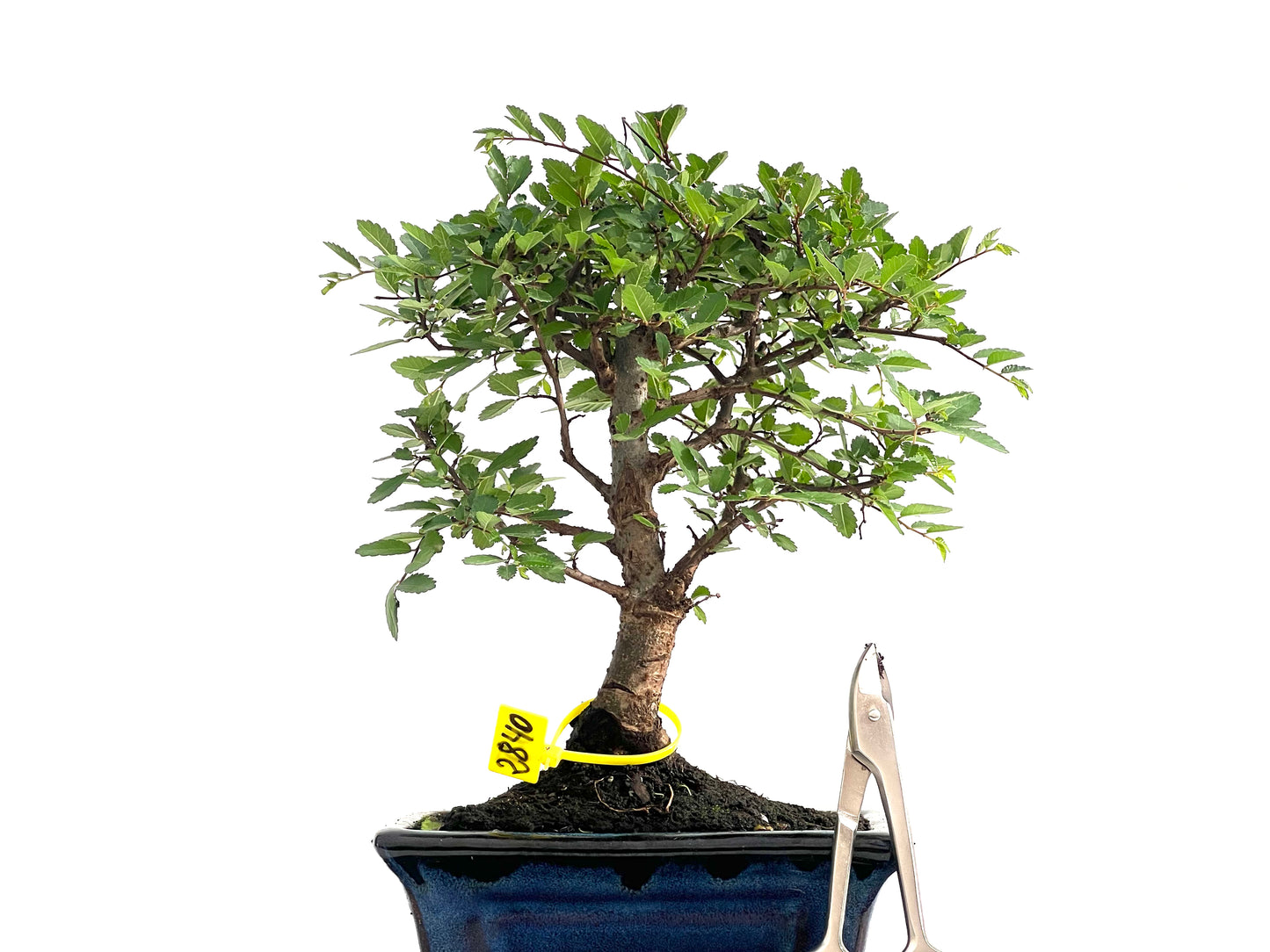 Ulmus Parvifolia 2840