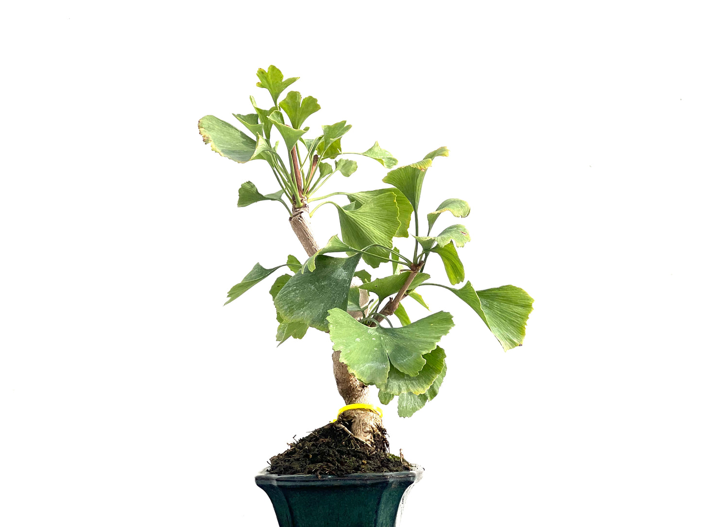 Ginkgo Biloba 2832