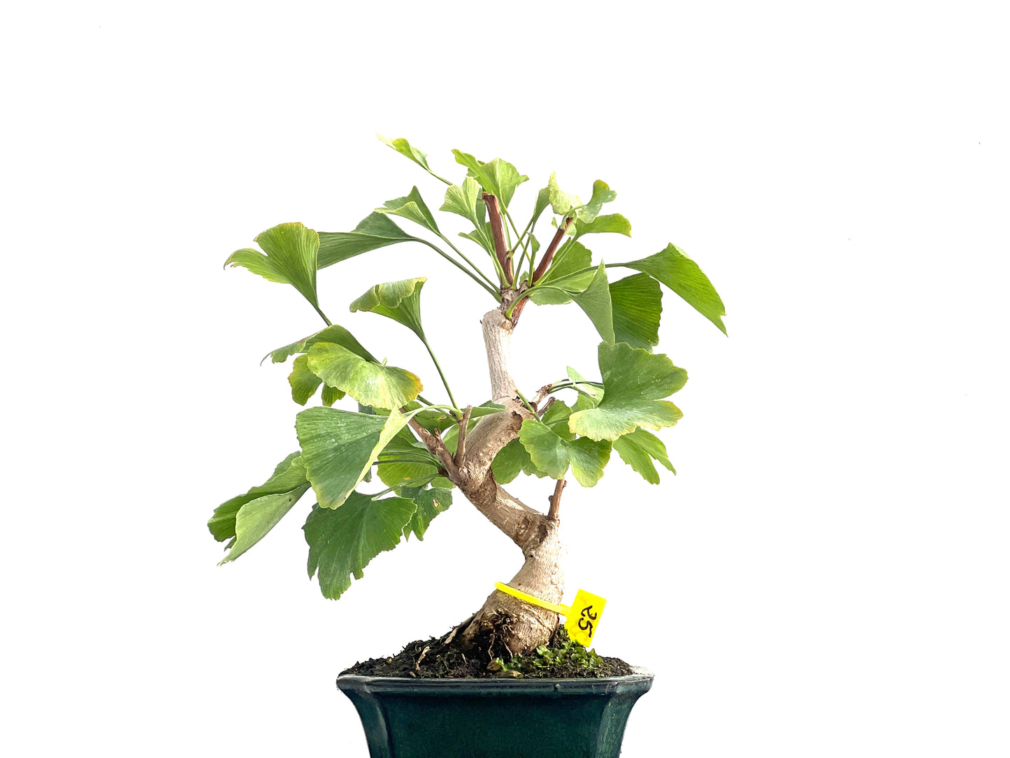 Ginkgo Biloba 2832
