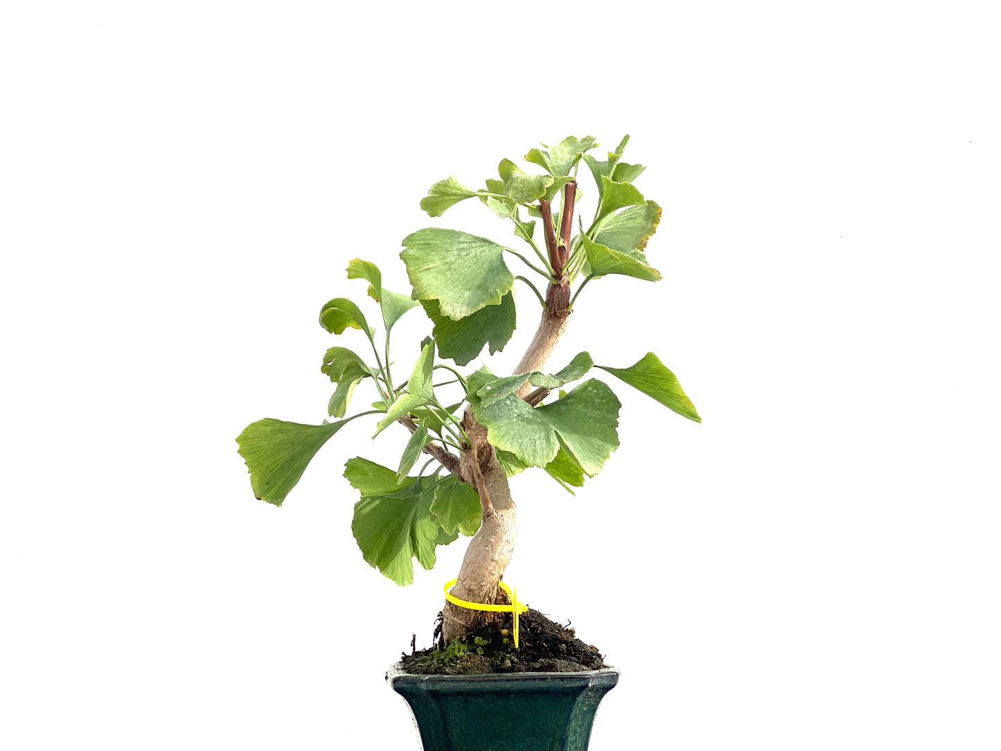 Ginkgo Biloba 2832