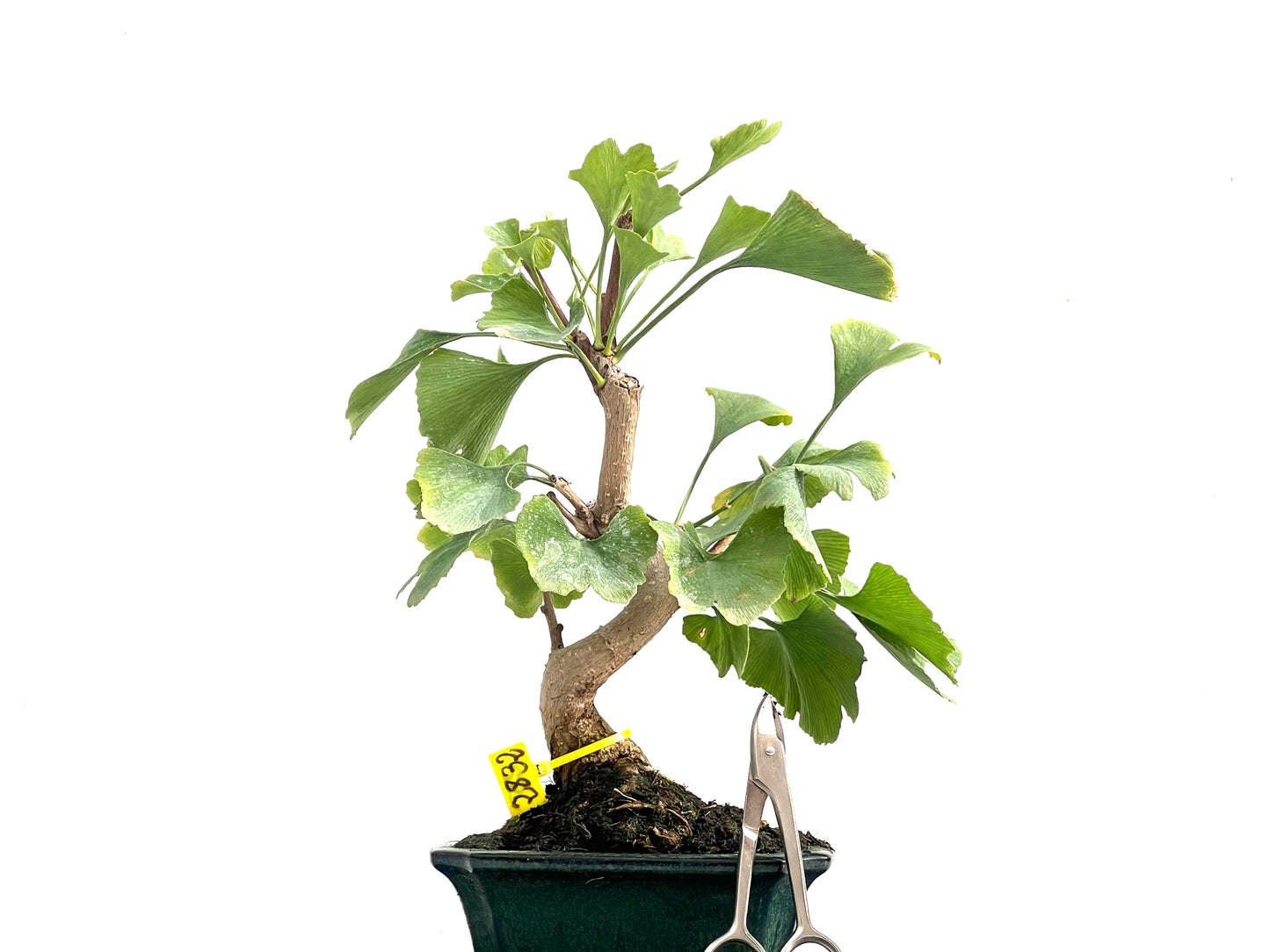 Ginkgo Biloba 2832