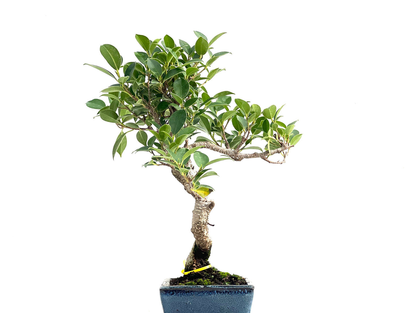 Ficus Tiger Bark 2833