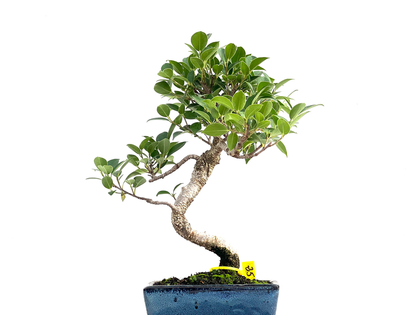 Ficus Tiger Bark 2833