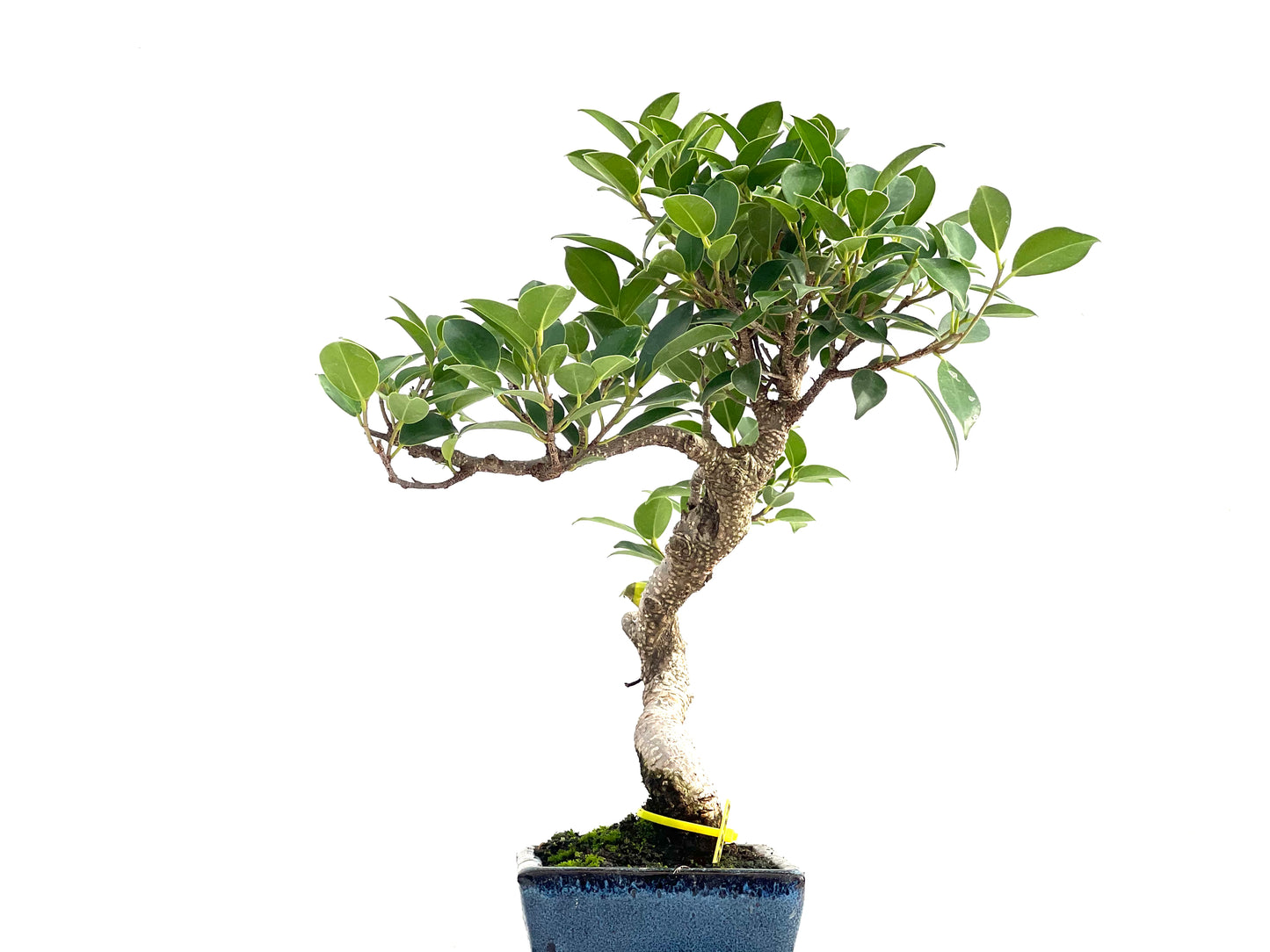 Ficus Tiger Bark 2833
