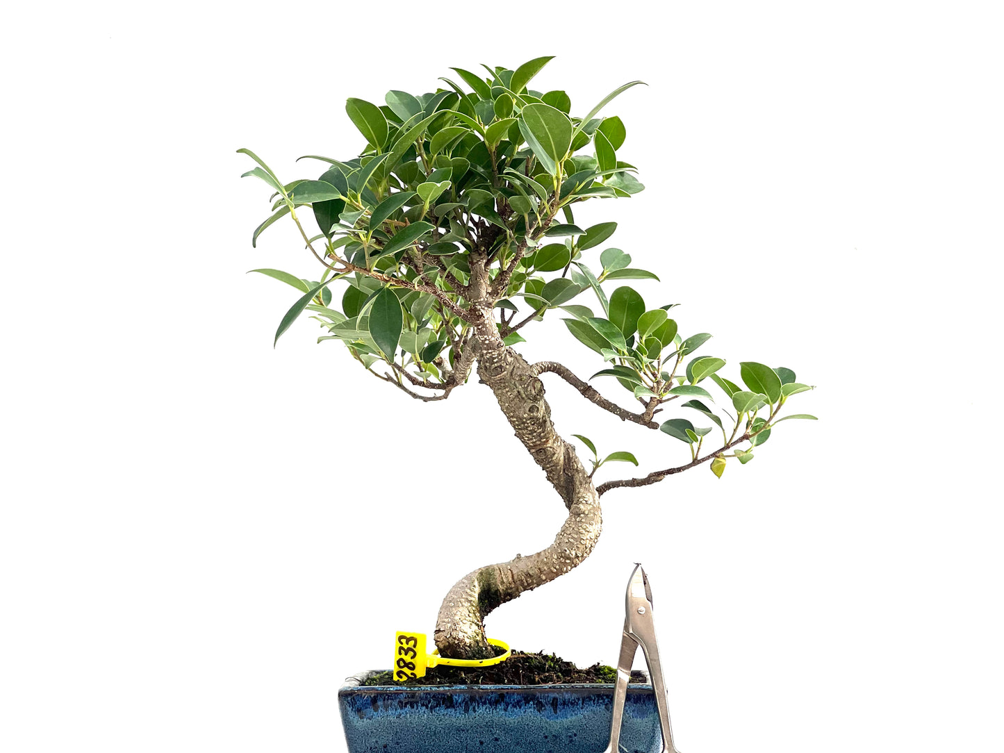 Ficus Tiger Bark 2833