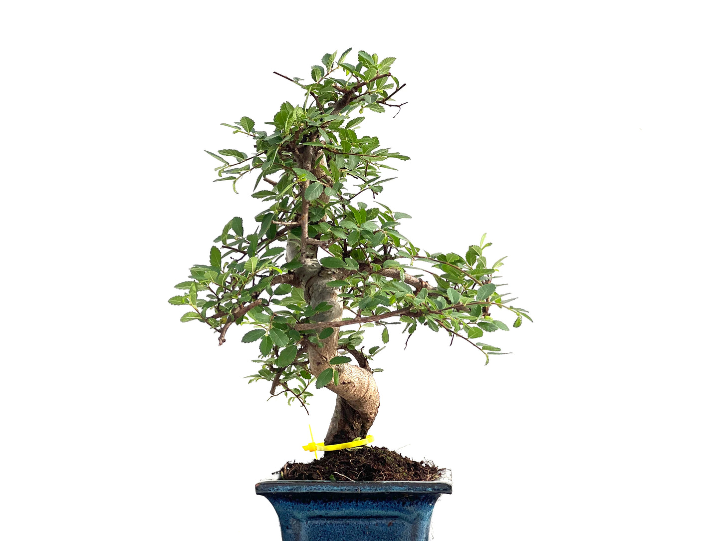 Ulmus Parvifolia 2826