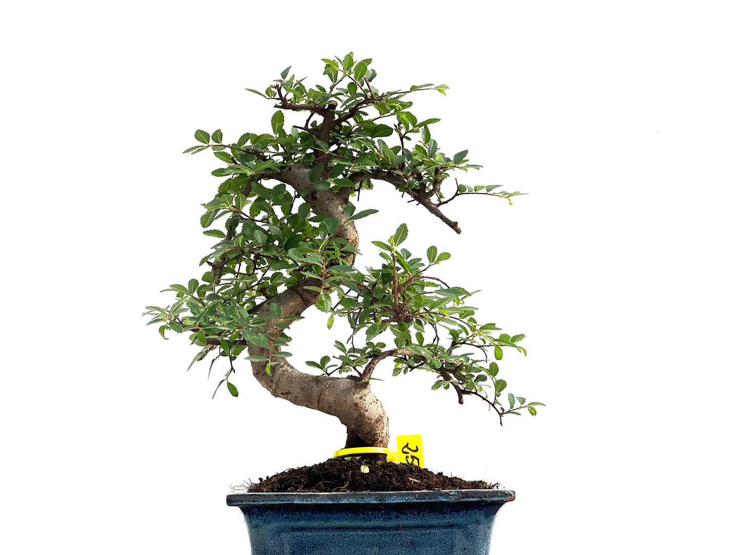 Ulmus Parvifolia 2826