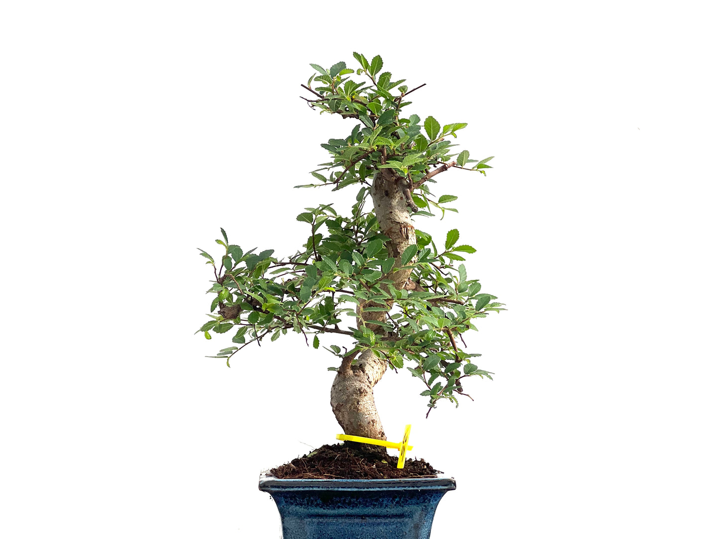 Ulmus Parvifolia 2826