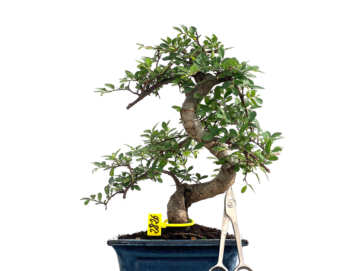 Ulmus Parvifolia 2826