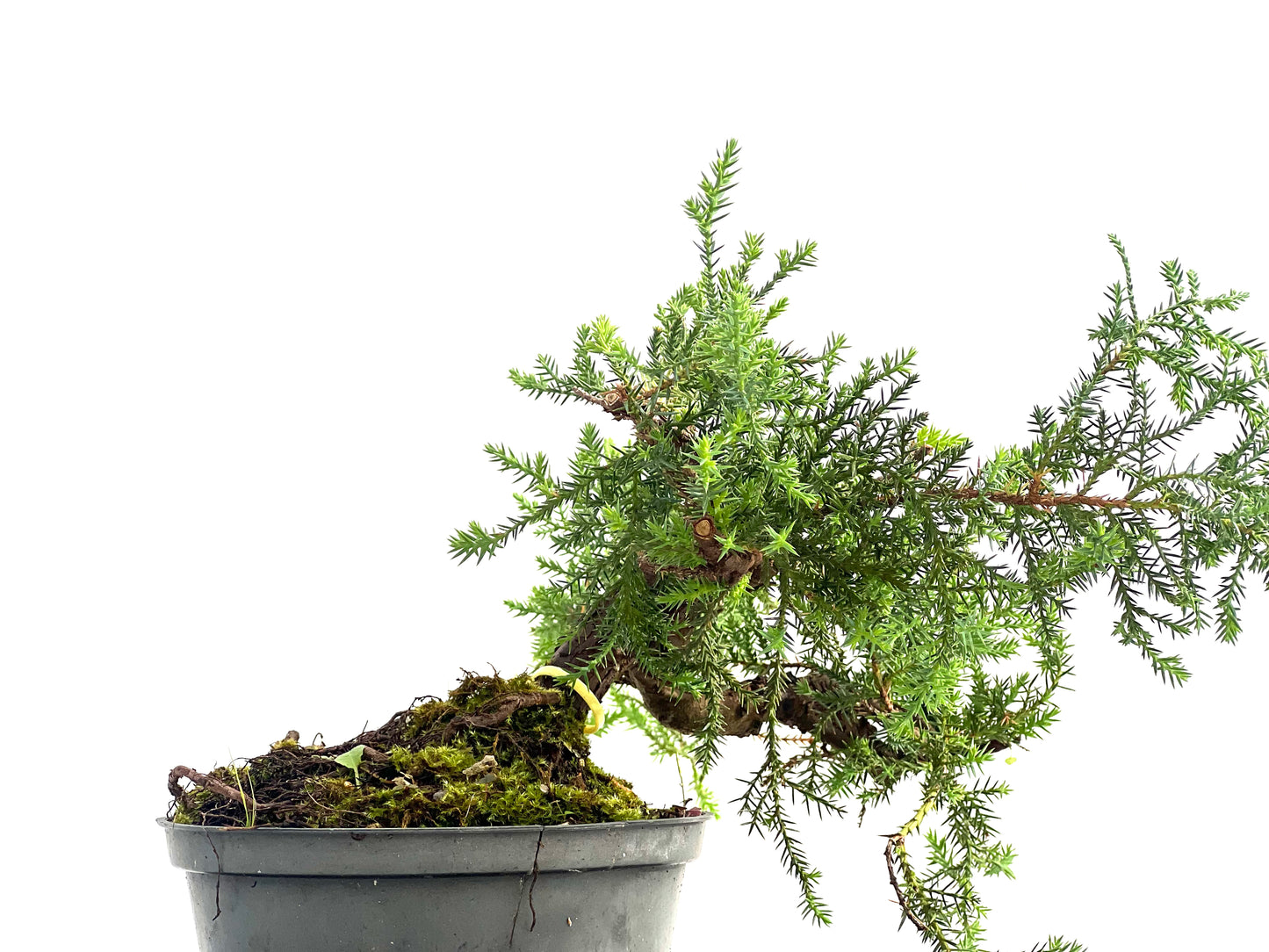 Juniperus 2731