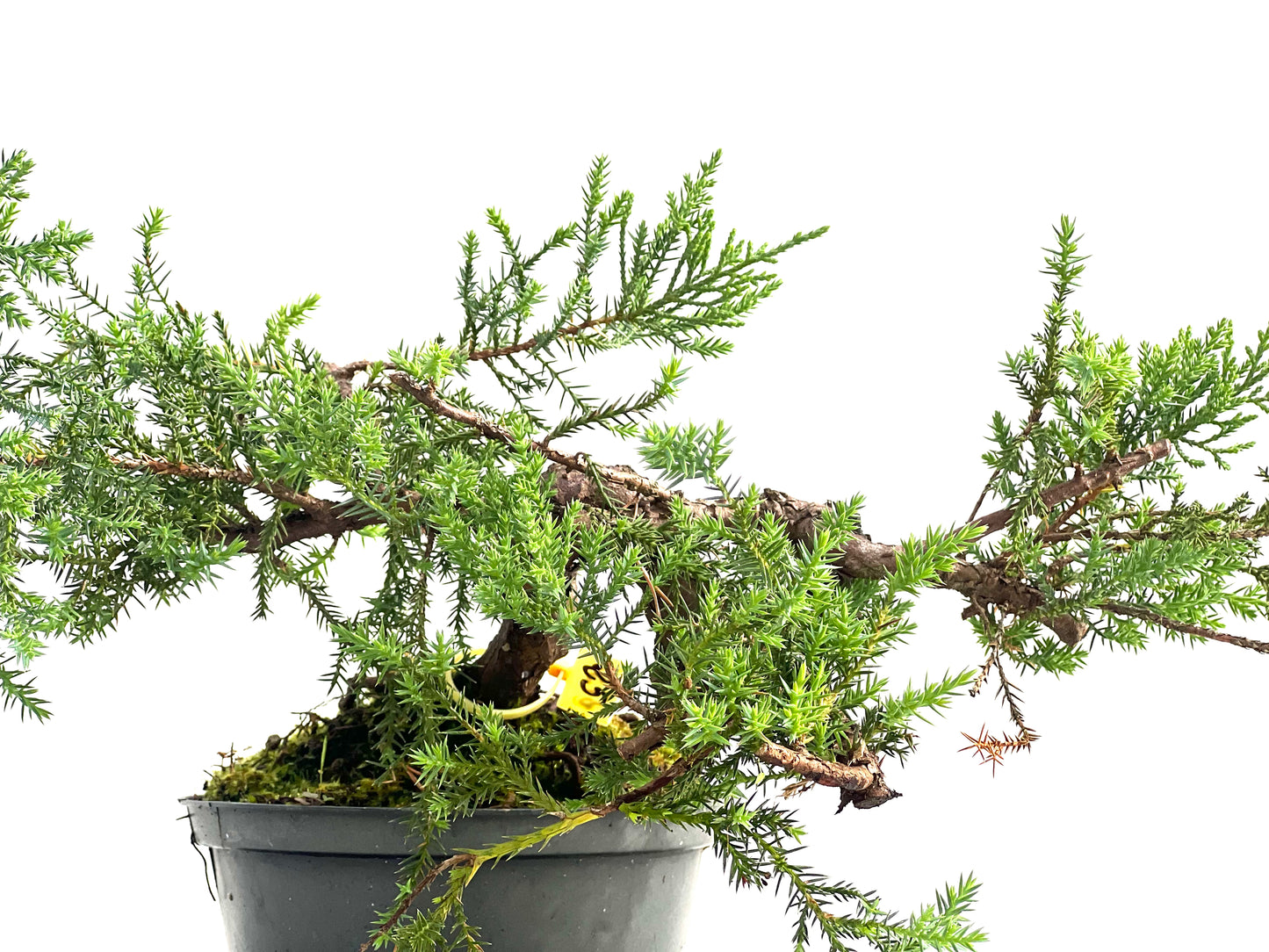 Juniperus 2731