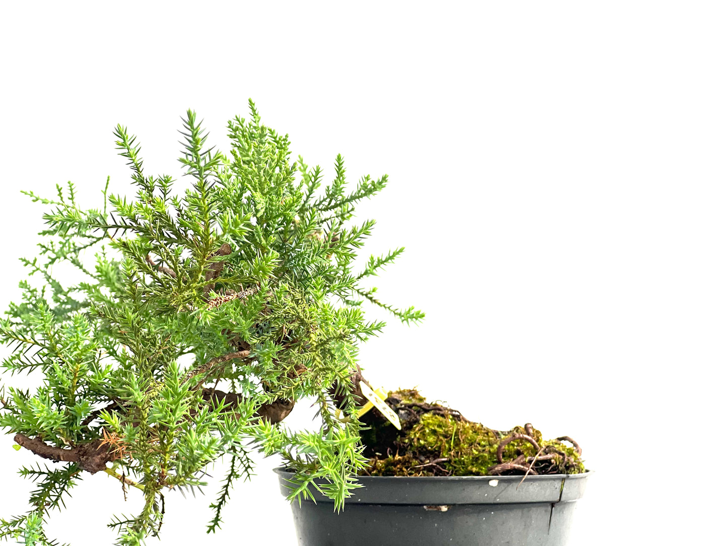 Juniperus 2731