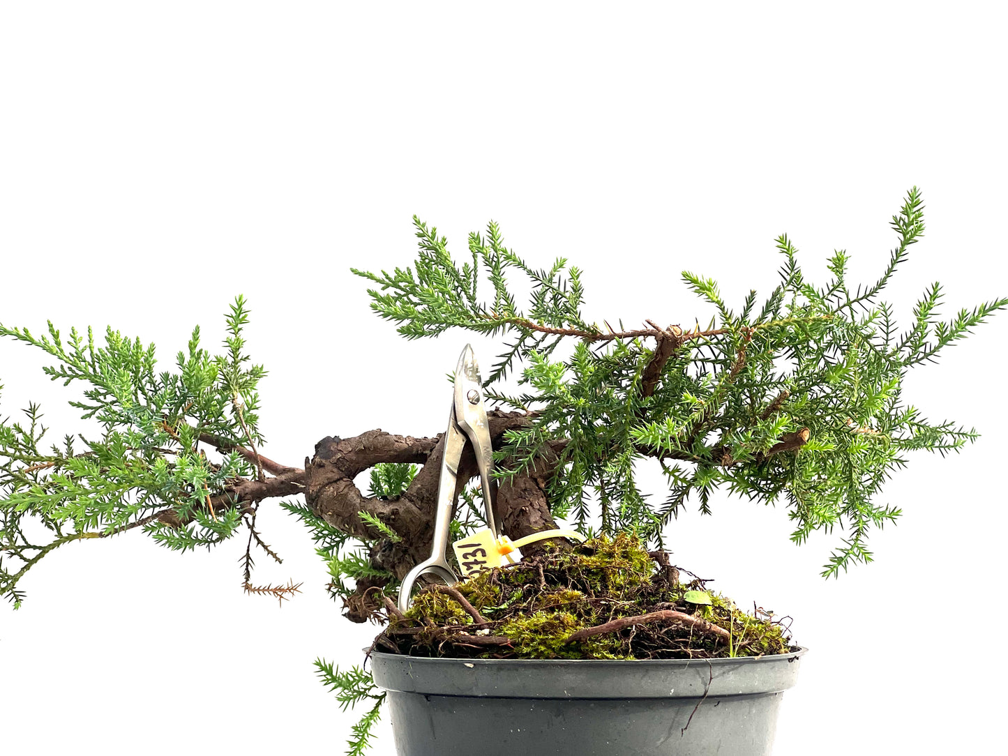 Juniperus 2731