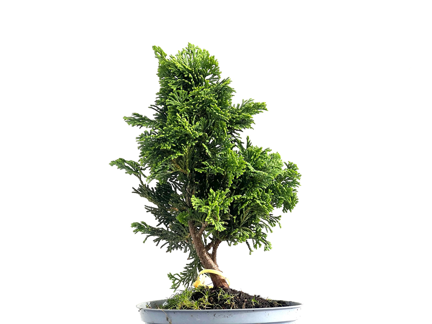 Chamaecyparis Obtusa Nana 2730