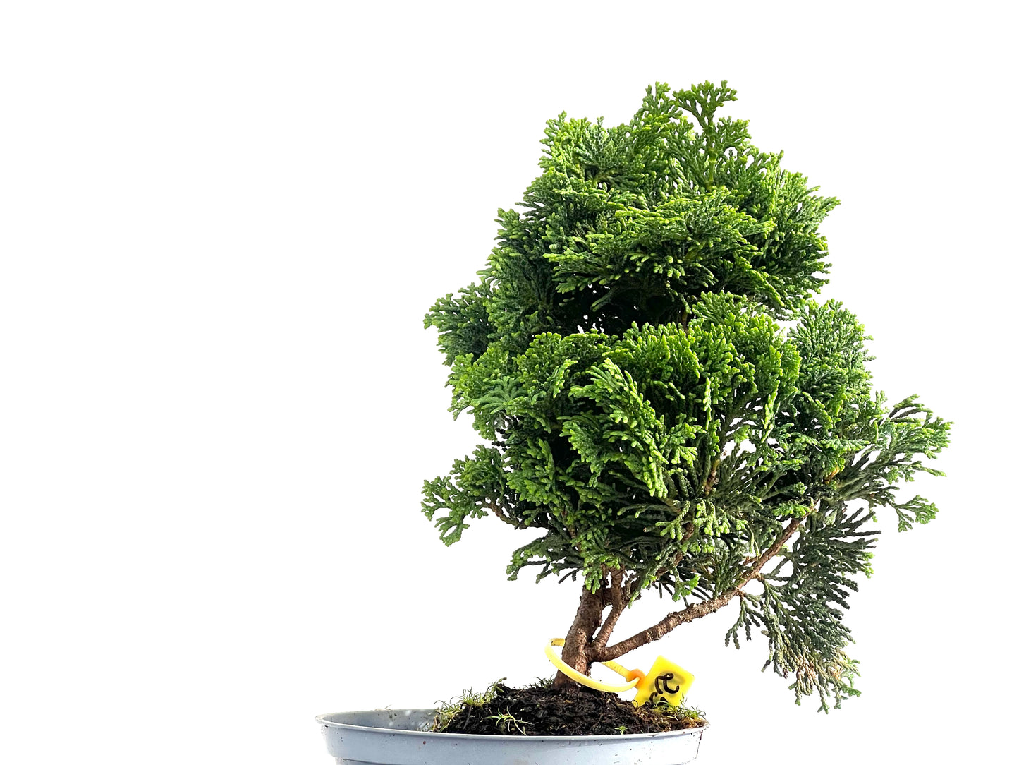 Chamaecyparis Obtusa Nana 2730