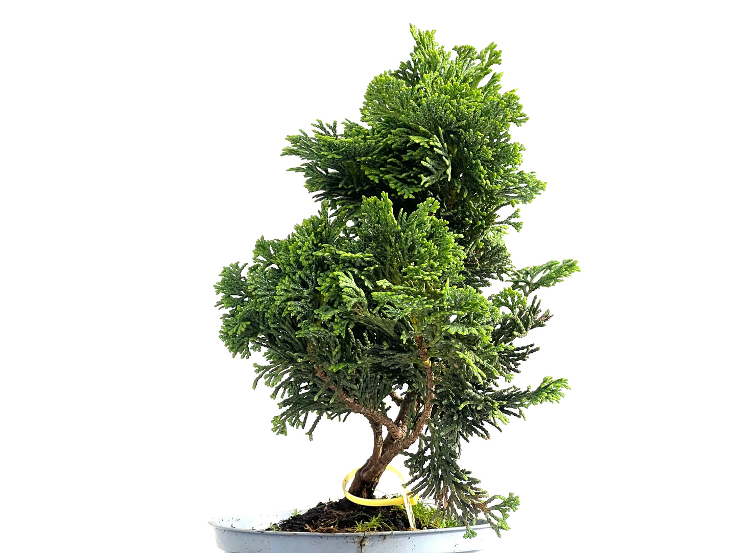 Chamaecyparis Obtusa Nana 2730