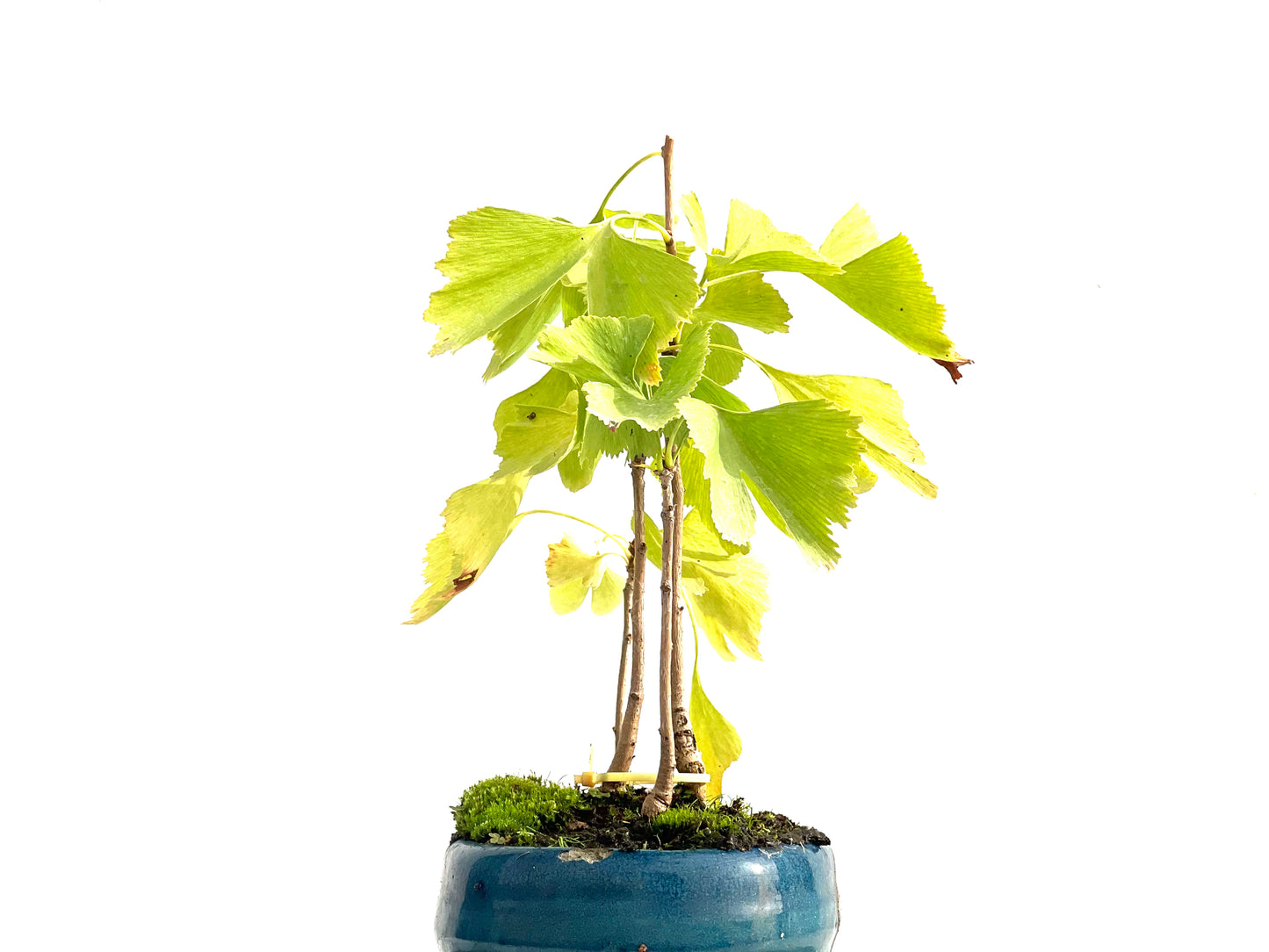 Bosque Ginkgo Biloba 2729