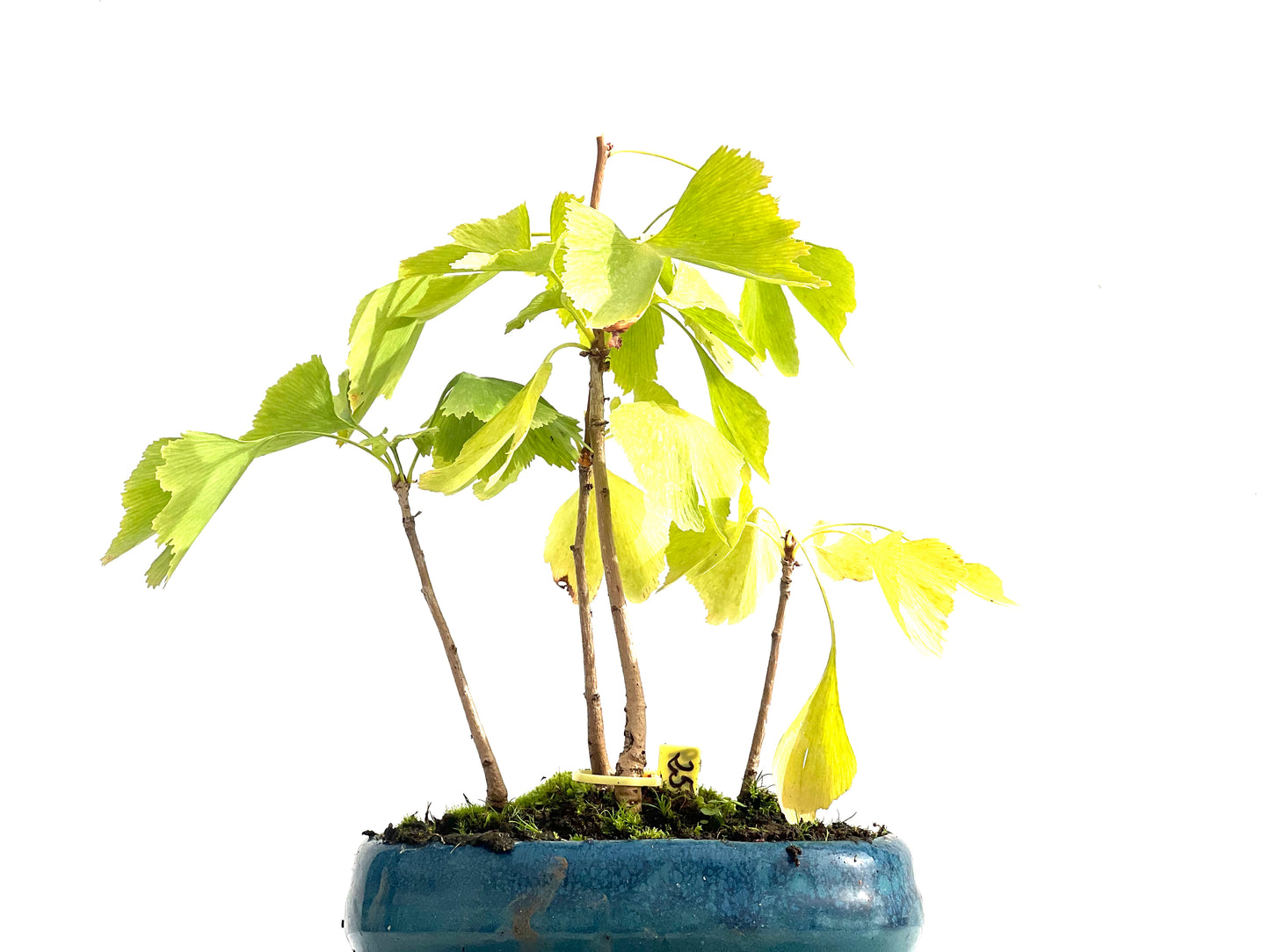 Bosque Ginkgo Biloba 2729