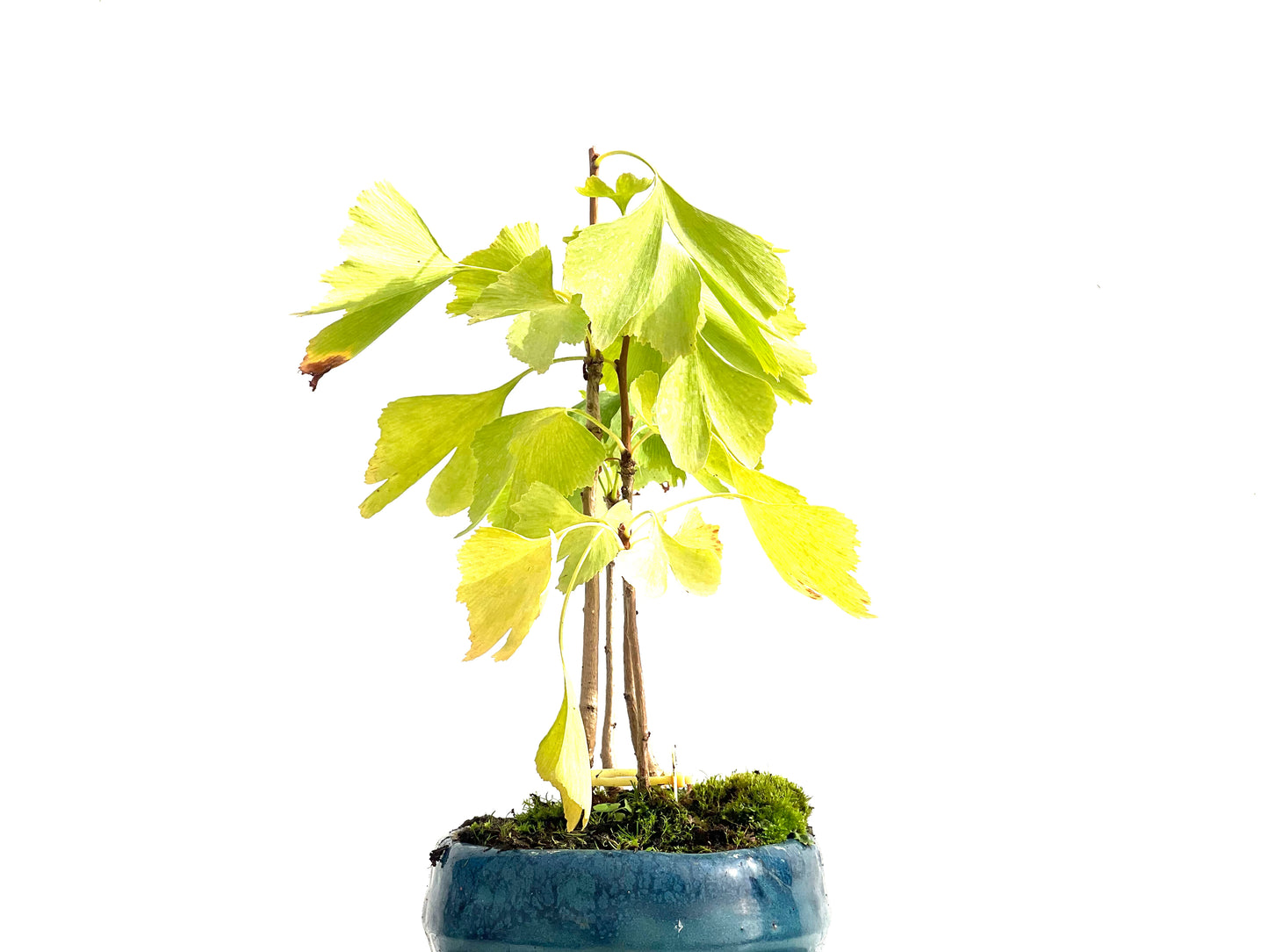 Bosque Ginkgo Biloba 2729