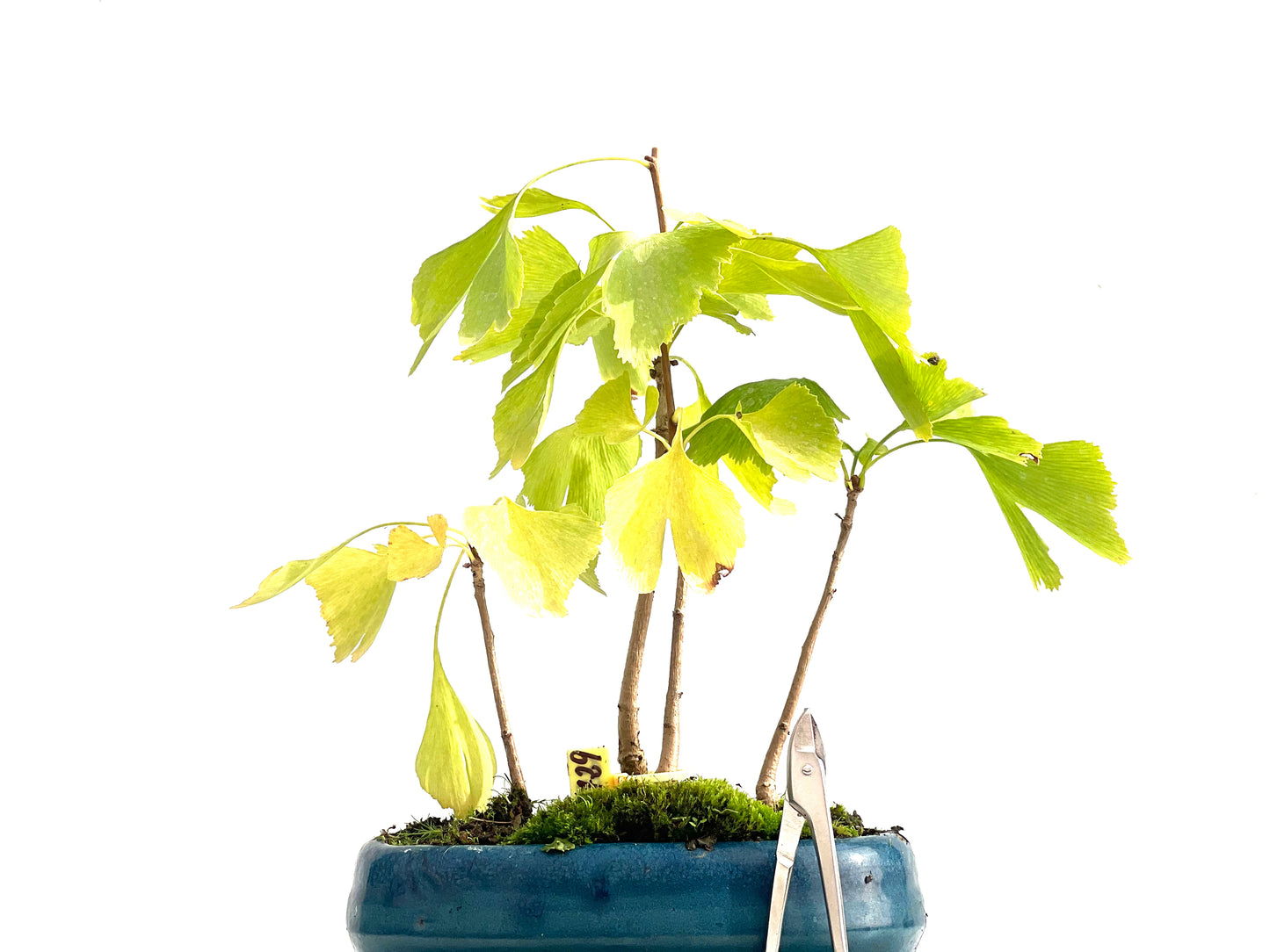 Bosque Ginkgo Biloba 2729