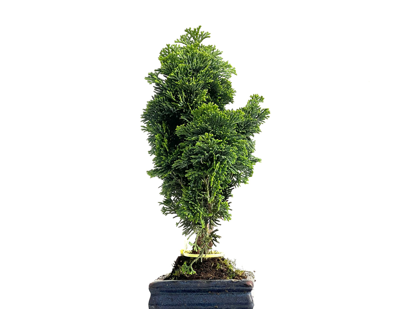 Chamaecyparis Obtusa Nana 2728