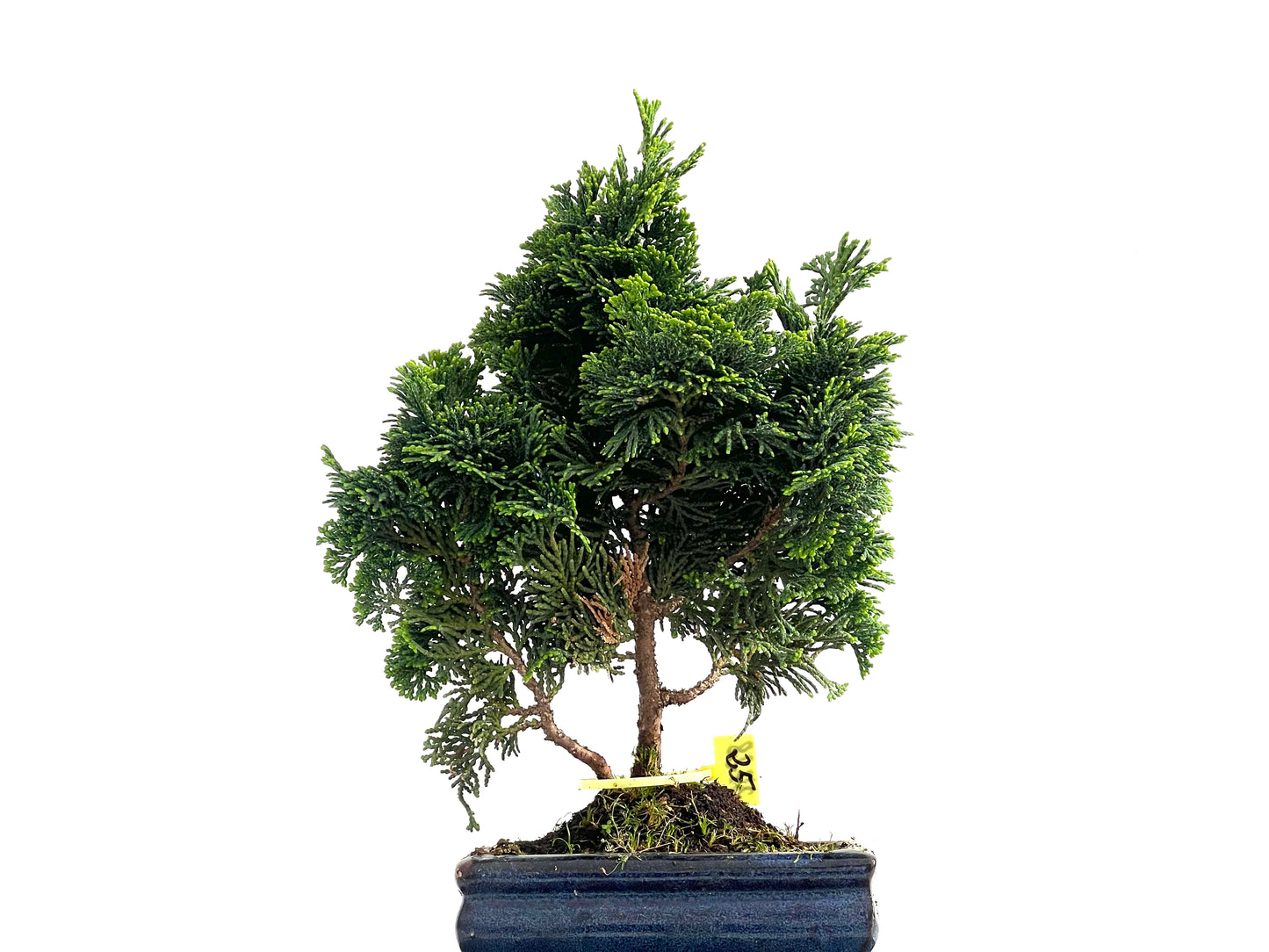 Chamaecyparis Obtusa Nana 2728