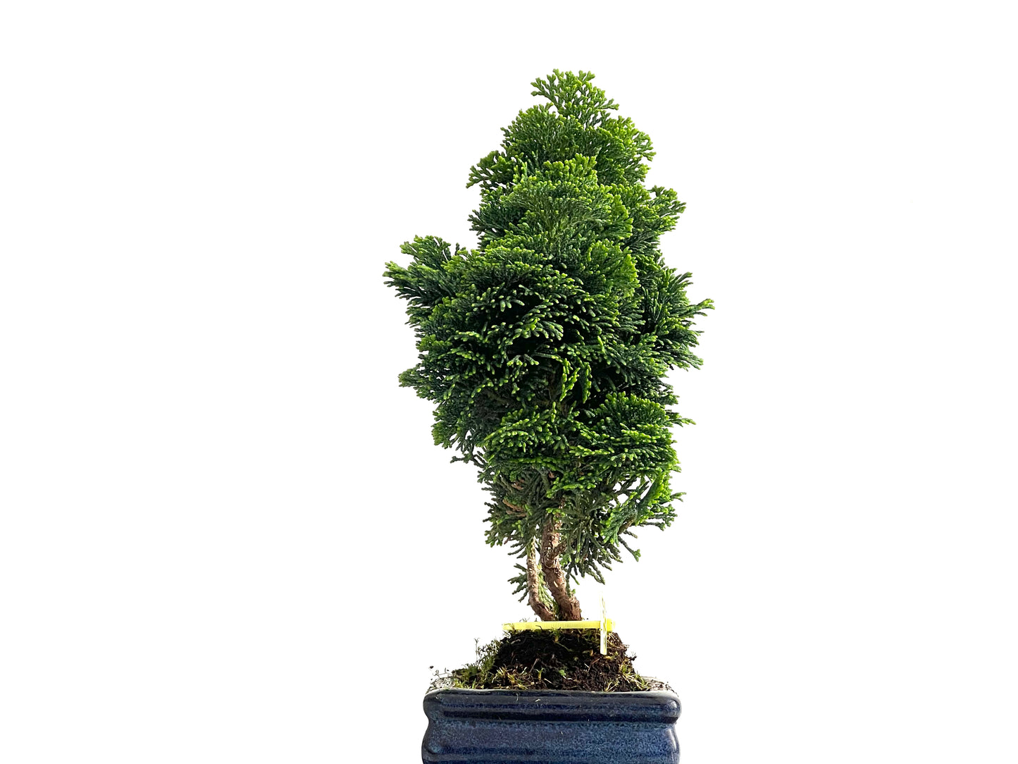 Chamaecyparis Obtusa Nana 2728