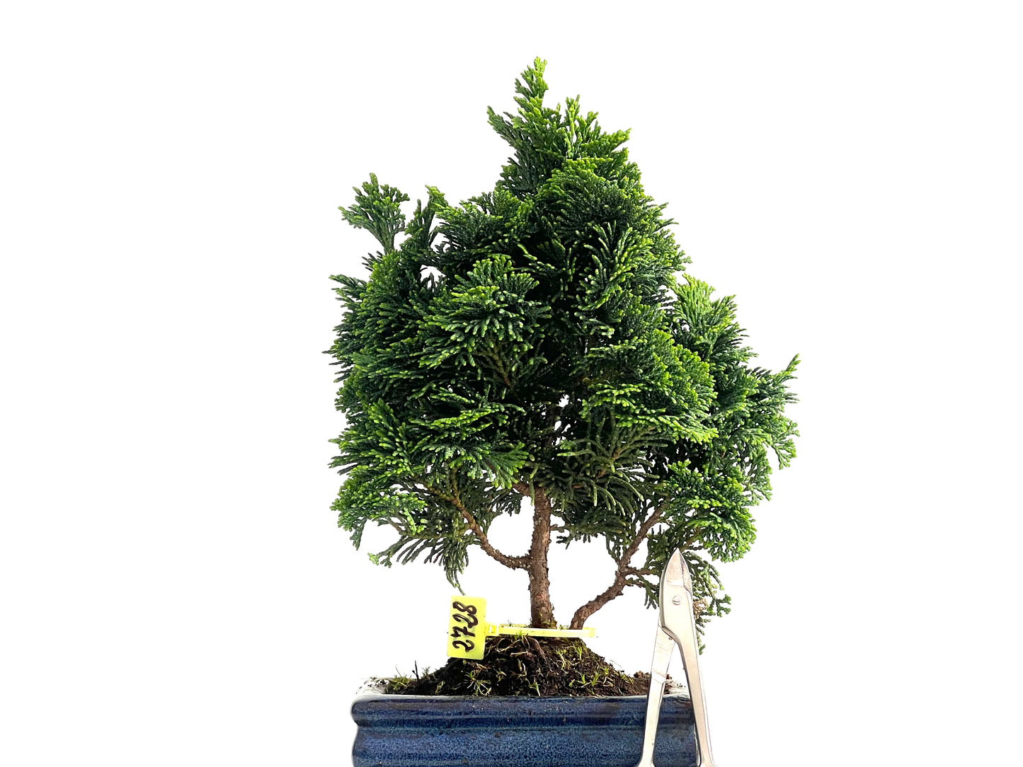 Chamaecyparis Obtusa Nana 2728