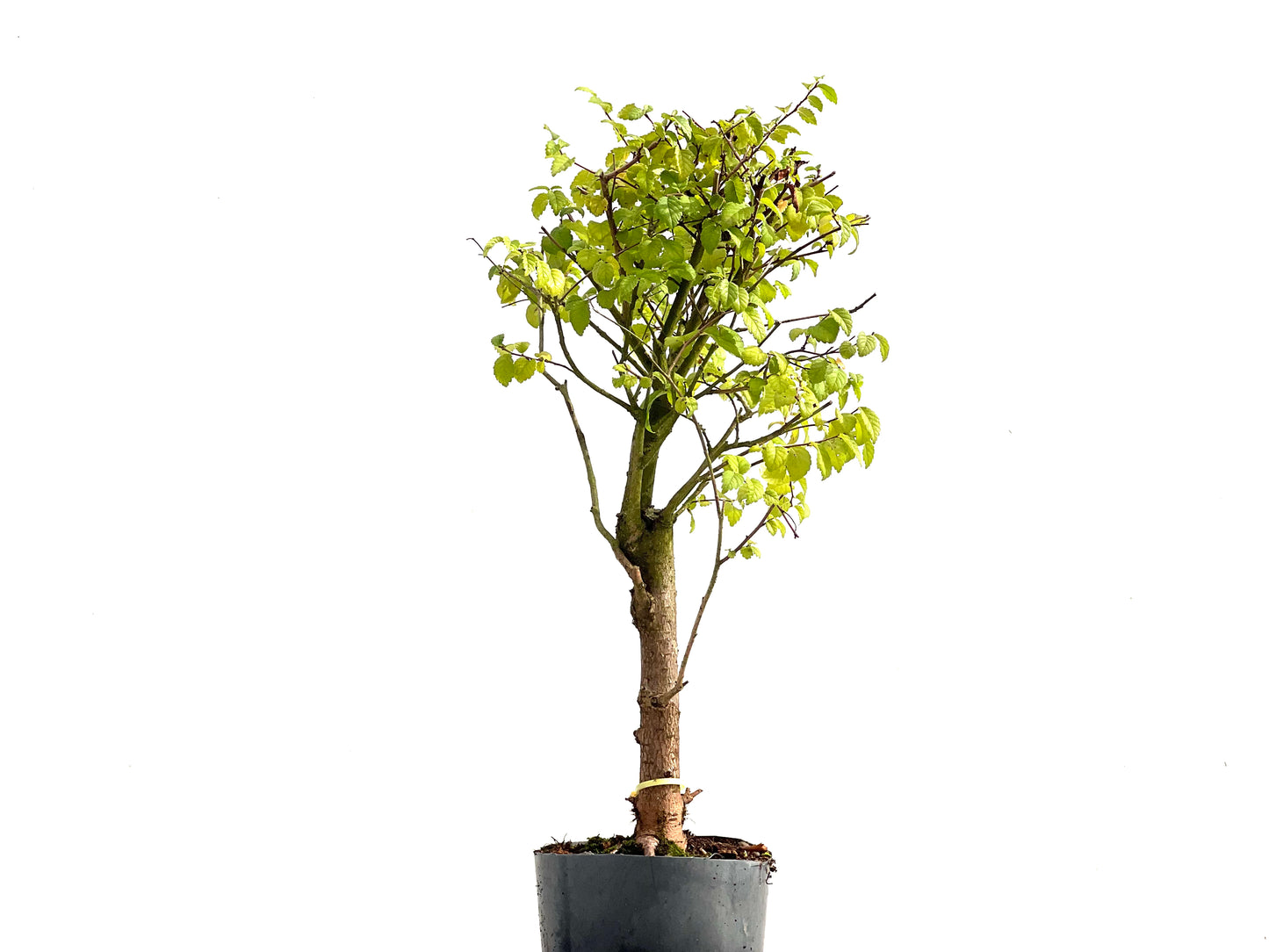 Ulmus Minor 2727