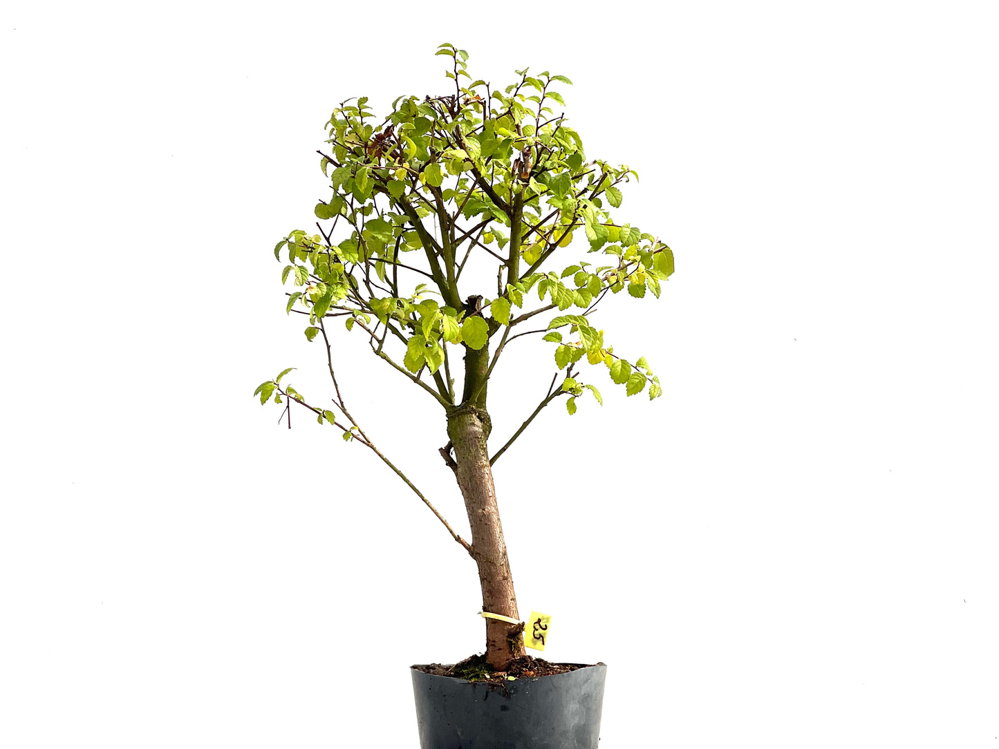 Ulmus Minor 2727