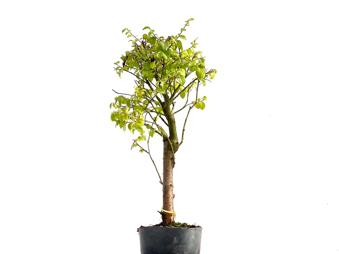 Ulmus Minor 2727