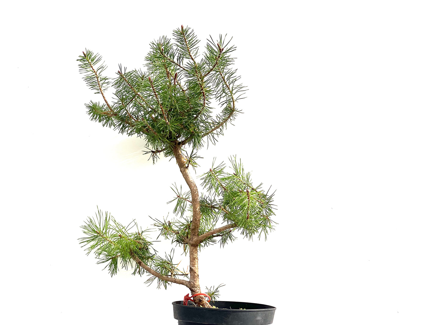Pinus Sylvestris 2732