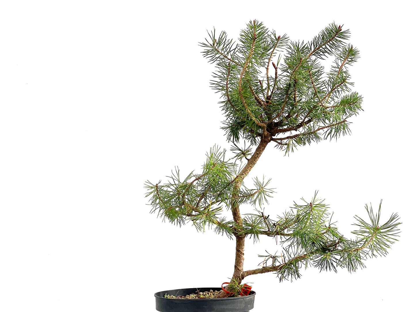 Pinus Sylvestris 2732