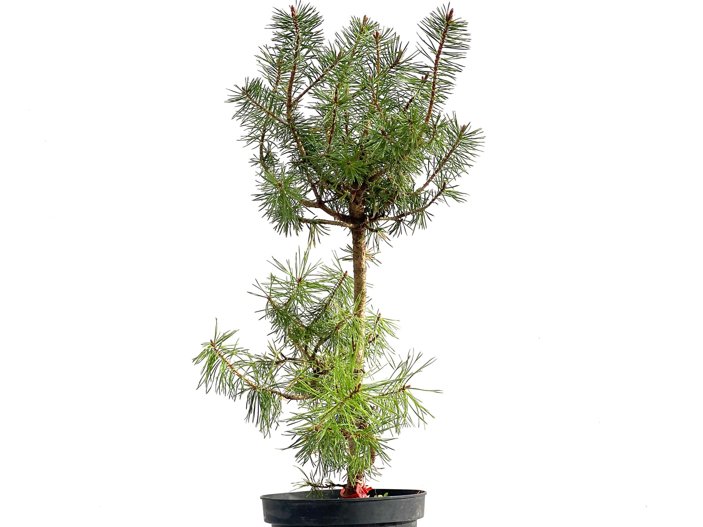 Pinus Sylvestris 2732