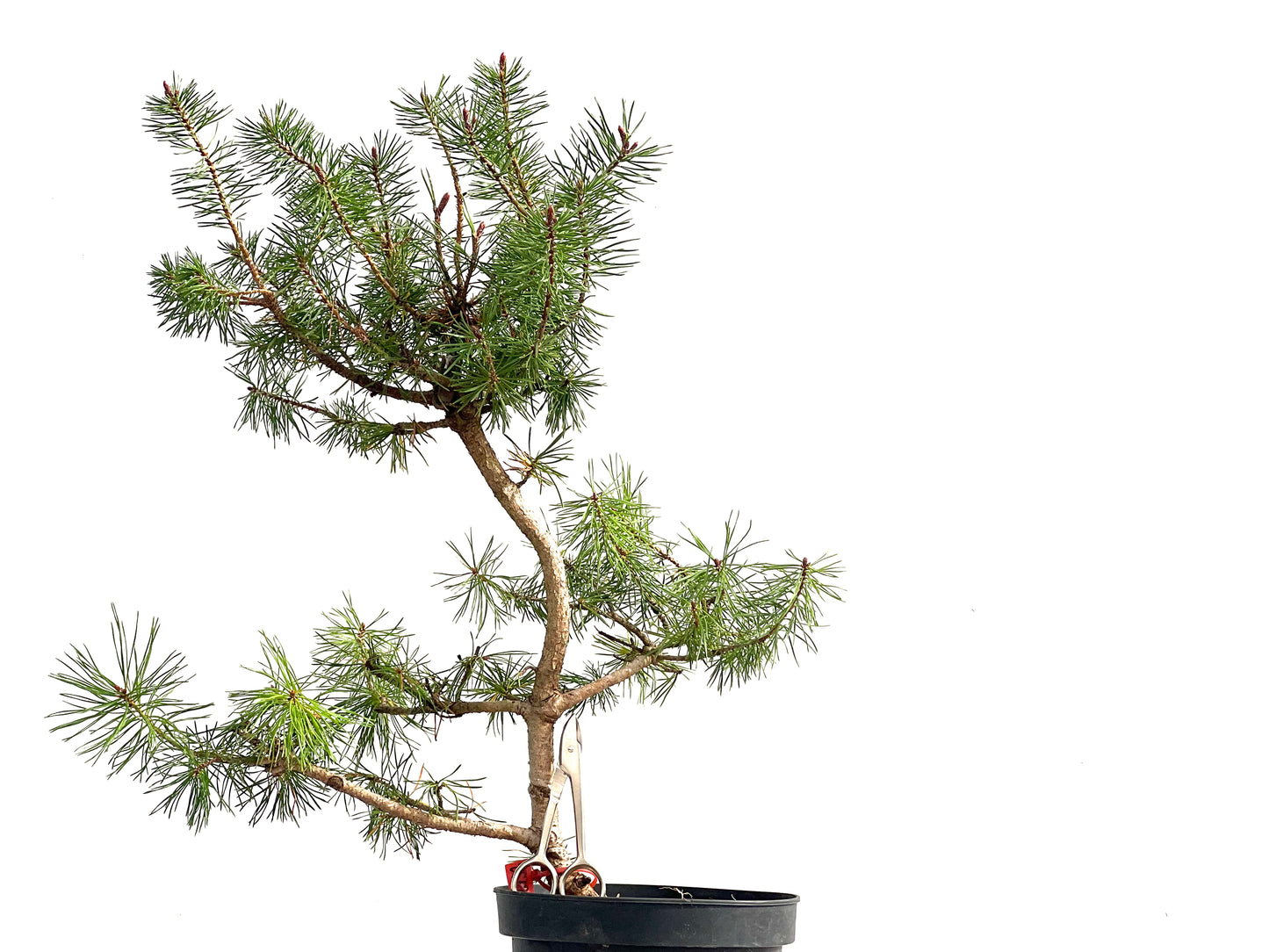 Pinus Sylvestris 2732