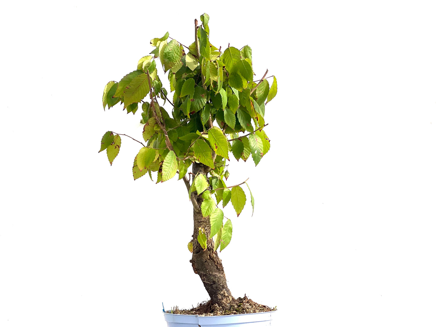 Zelkova Serrata 2733