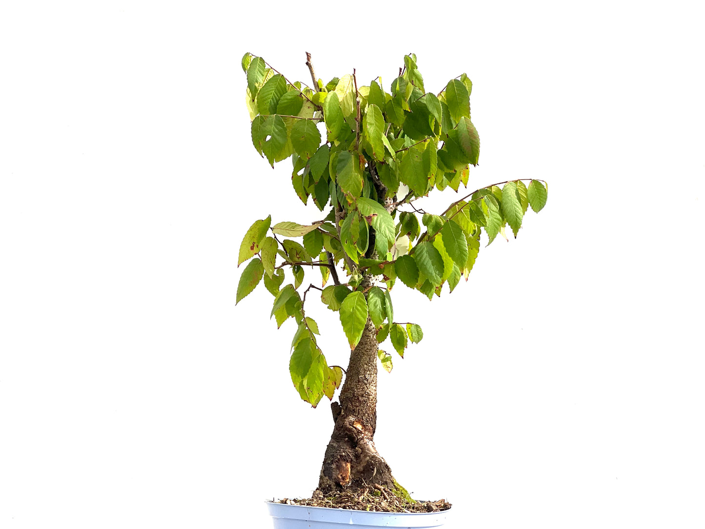 Zelkova Serrata 2733