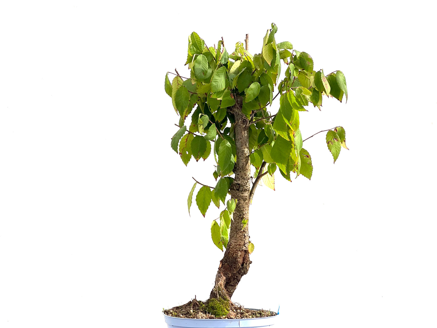 Zelkova Serrata 2733