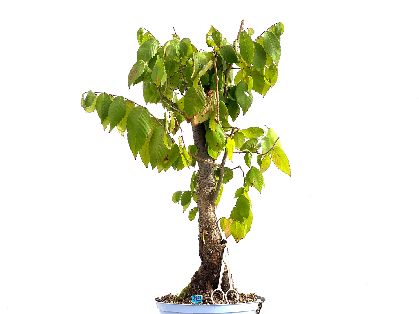 Zelkova Serrata 2733