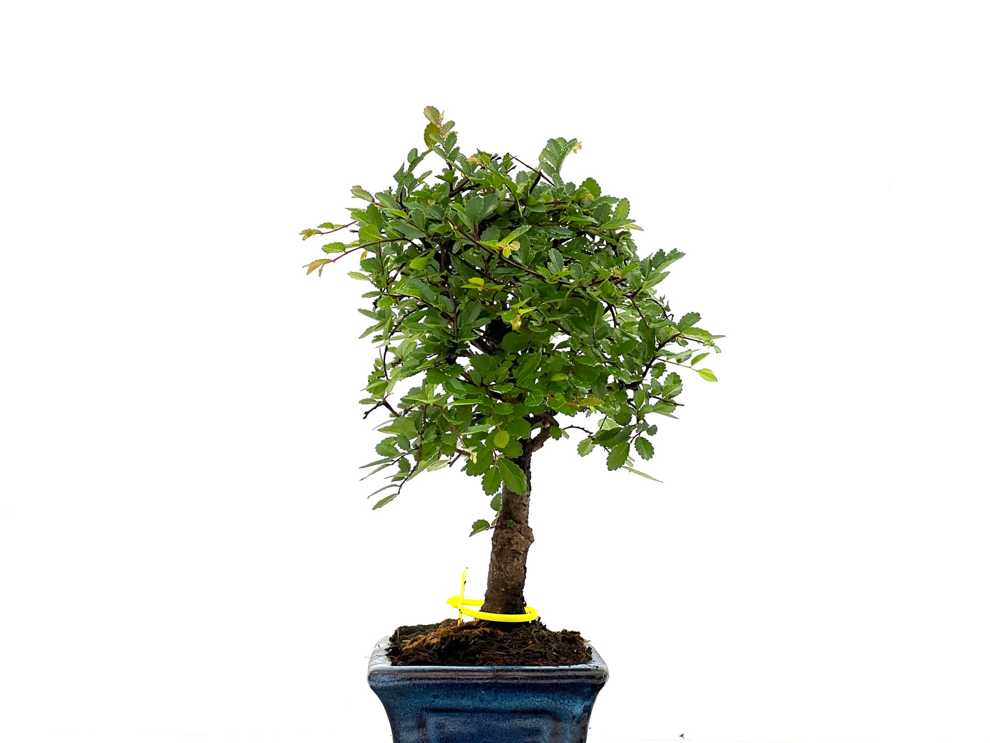 Ulmus Parvifolia 2841