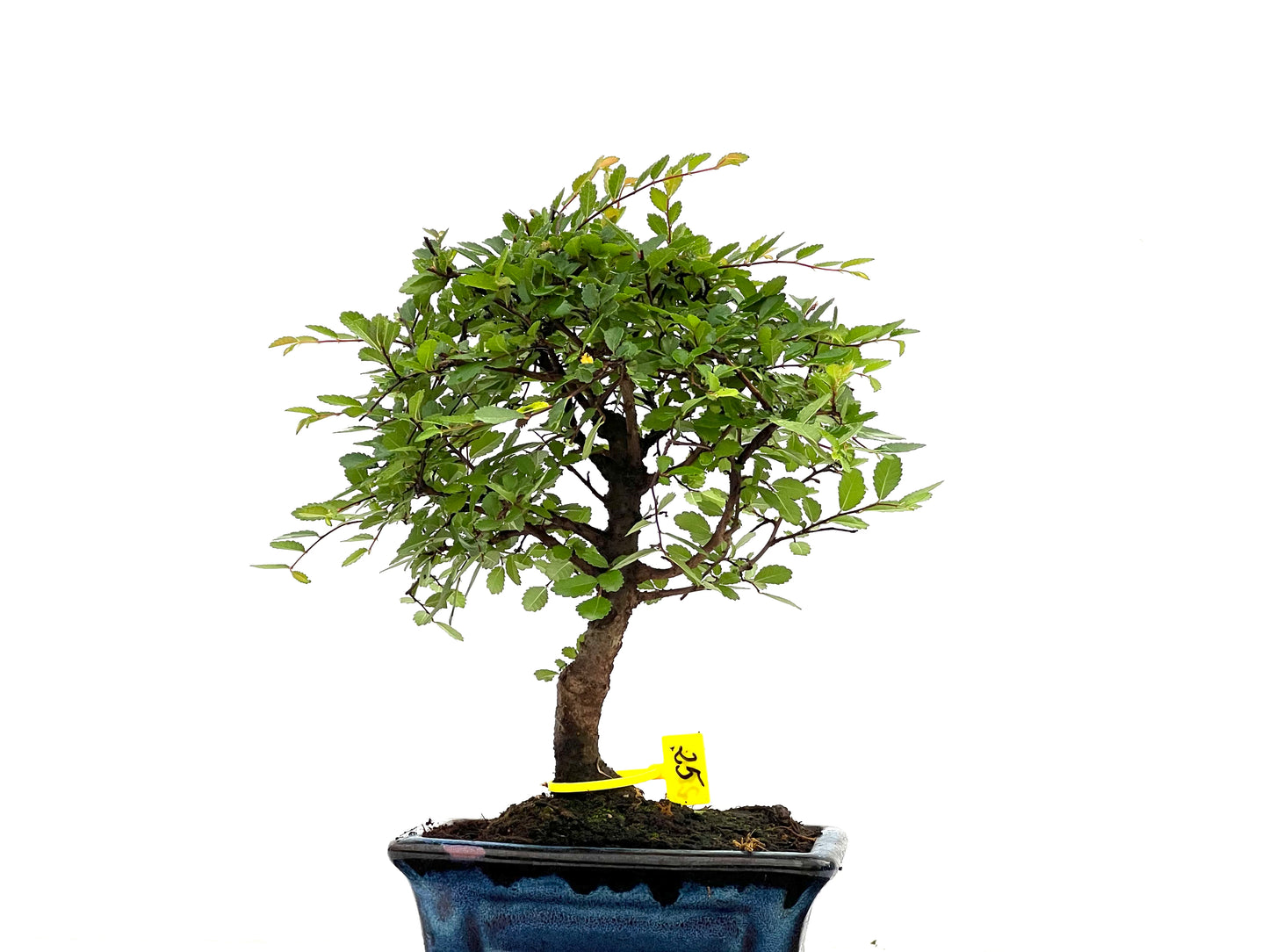 Ulmus Parvifolia 2841