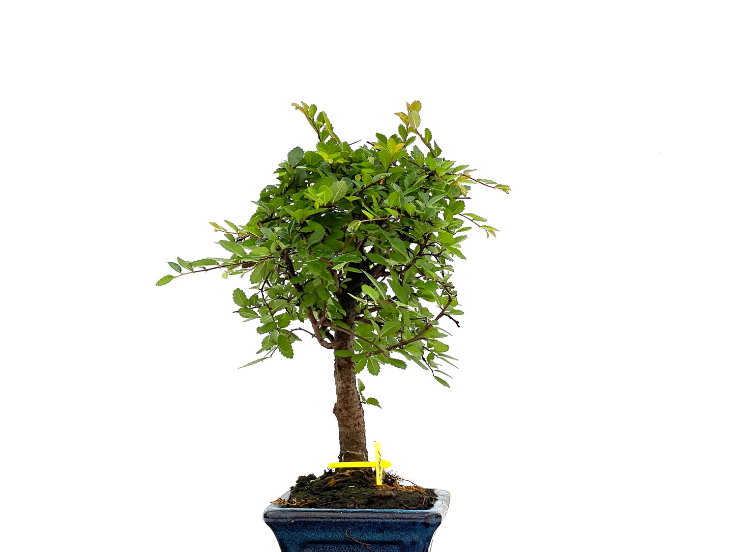 Ulmus Parvifolia 2841