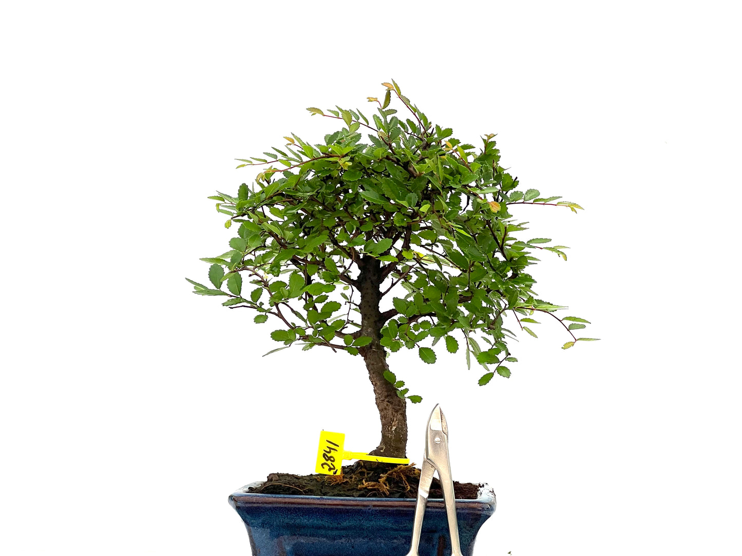 Ulmus Parvifolia 2841