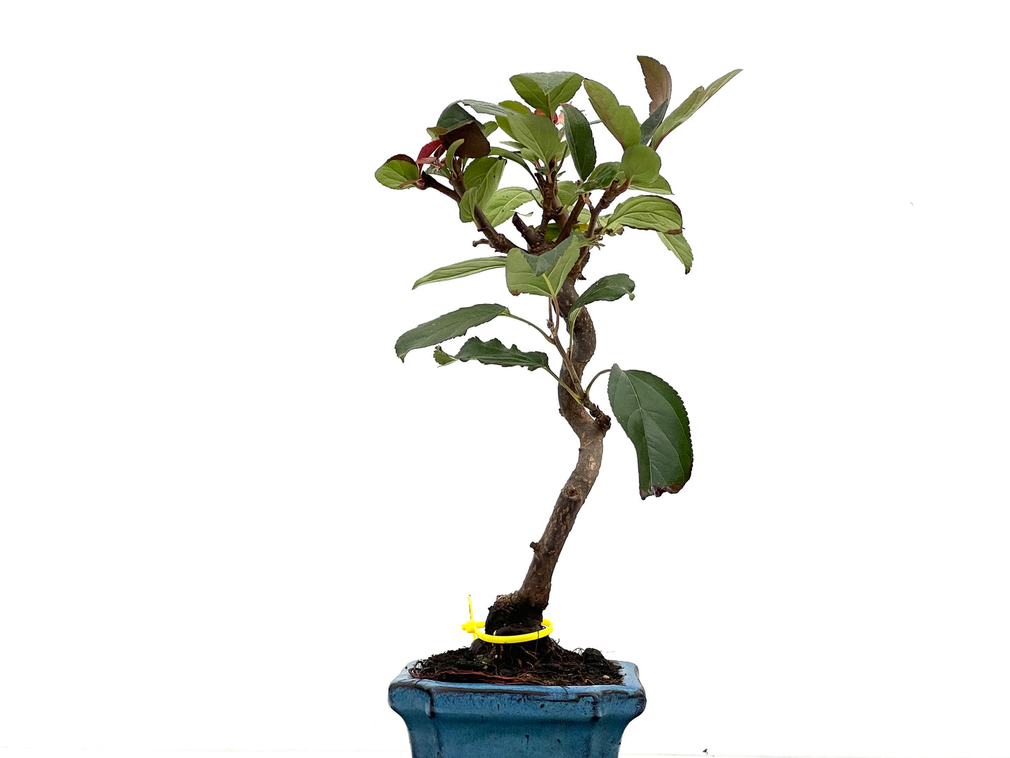 Malus Domestica 2850