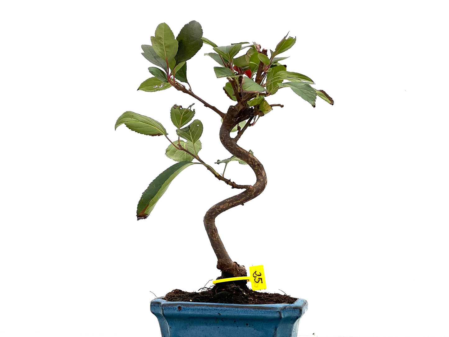 Malus Domestica 2850